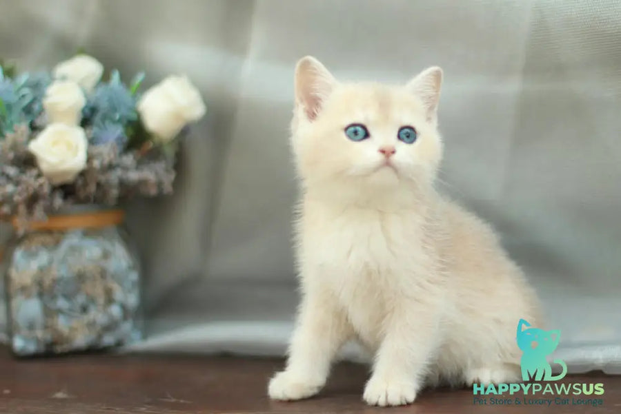 Barbara British Shorthair female blue golden shaded - live animals