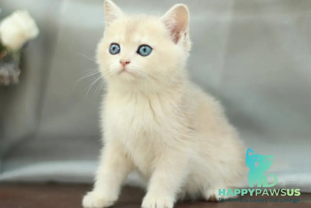 Barbara British Shorthair female blue golden shaded - live animals