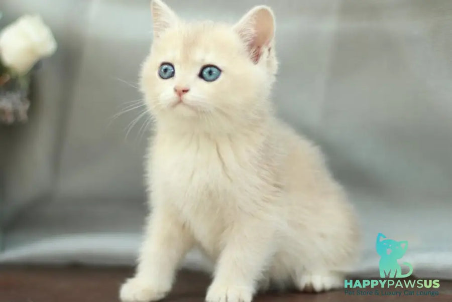 Barbara British Shorthair female blue golden shaded - live animals