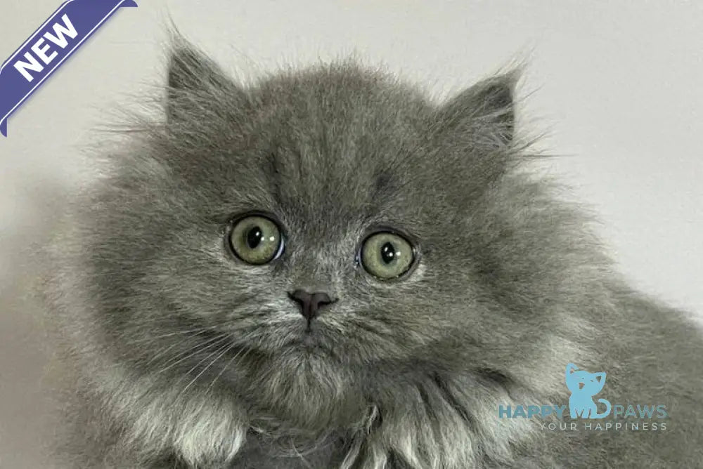 Barbara Munchkin female blue live animals