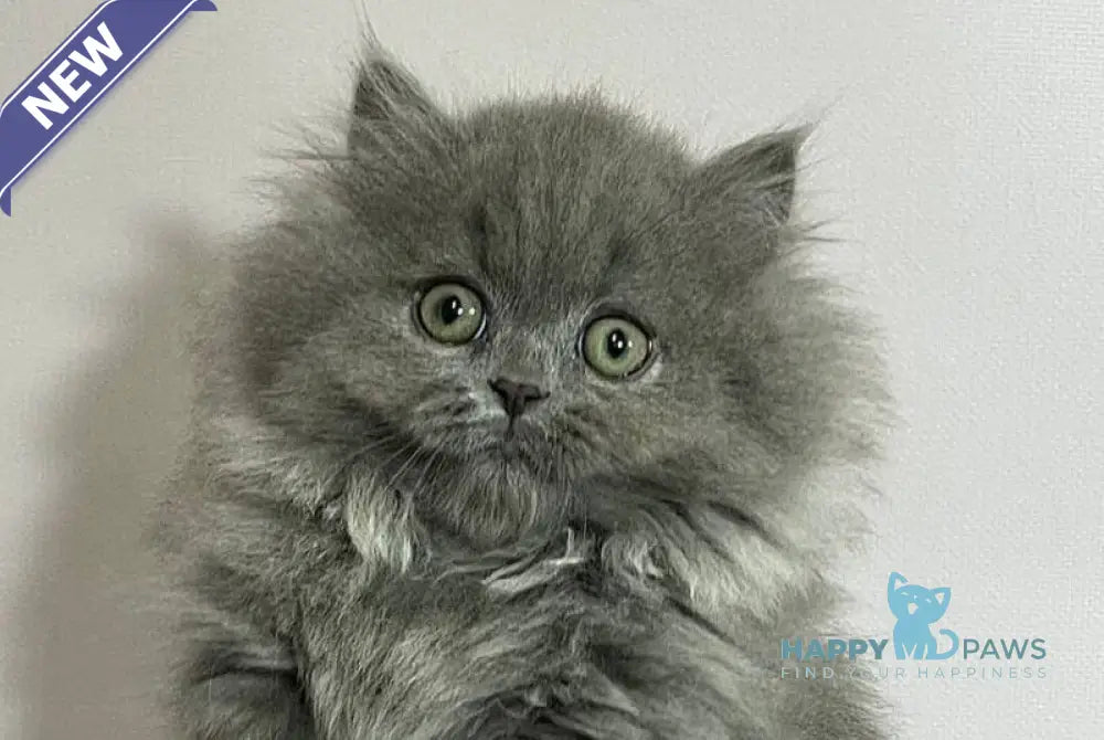 Barbara Munchkin female blue live animals