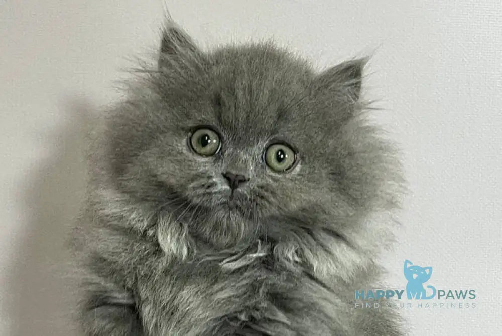 Barbara Munchkin female blue live animals