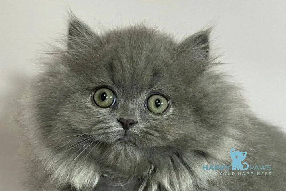 Barbara Munchkin female blue live animals