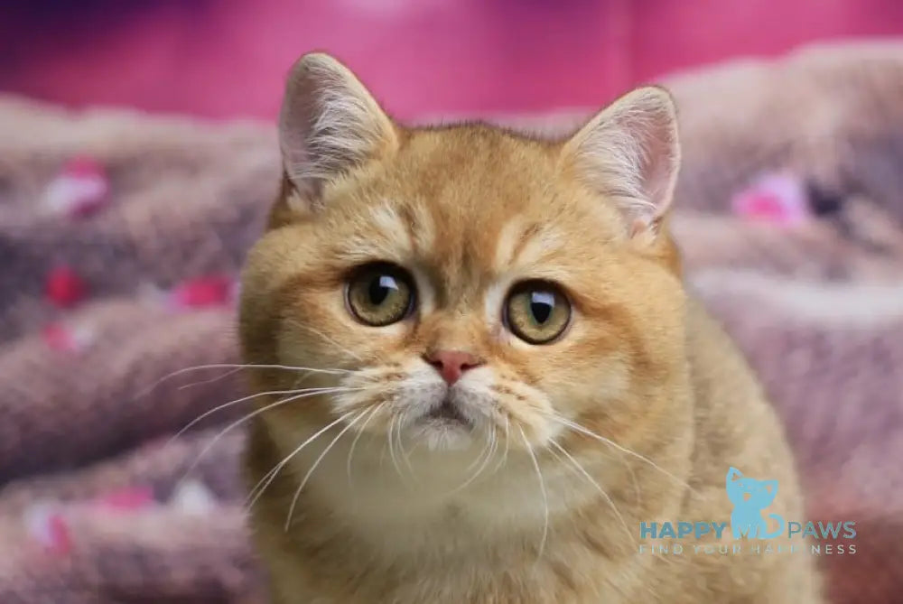 Barbariska British Shorthair female chocolate golden ticked tabby live animals