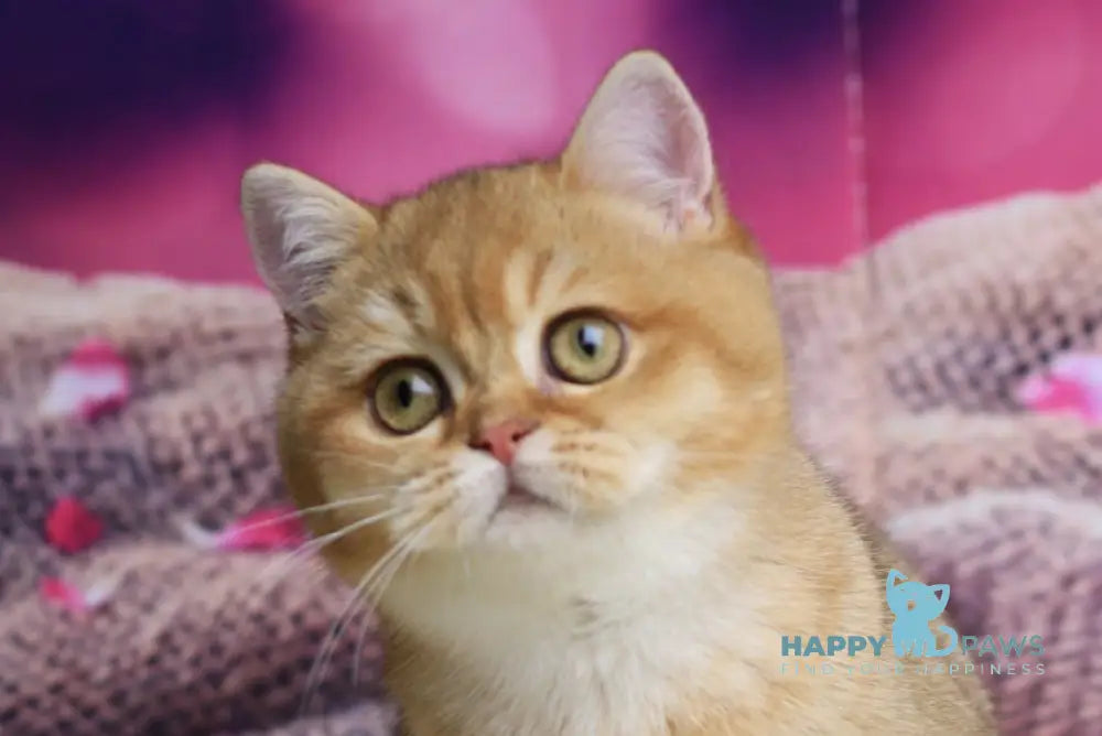 Barbariska British Shorthair female chocolate golden ticked tabby live animals