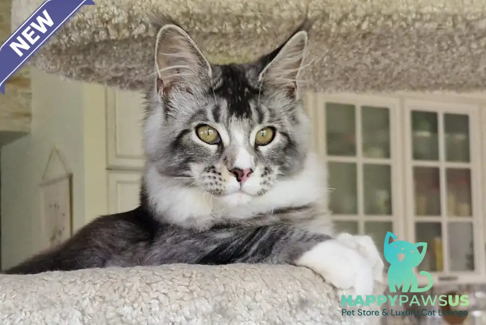 Barbariska Maine Coon female black silver ticked tabby with white - live animals