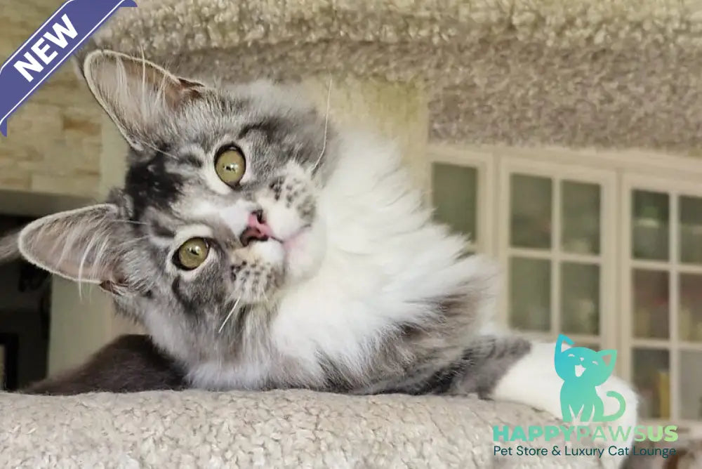 Barbariska Maine Coon female black silver ticked tabby with white - live animals