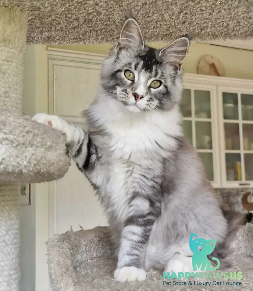 Barbariska Maine Coon female black silver ticked tabby with white - live animals