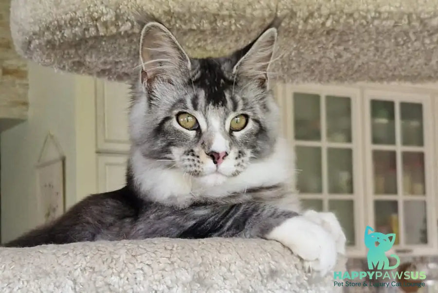 Barbariska Maine Coon female black silver ticked tabby with white - live animals