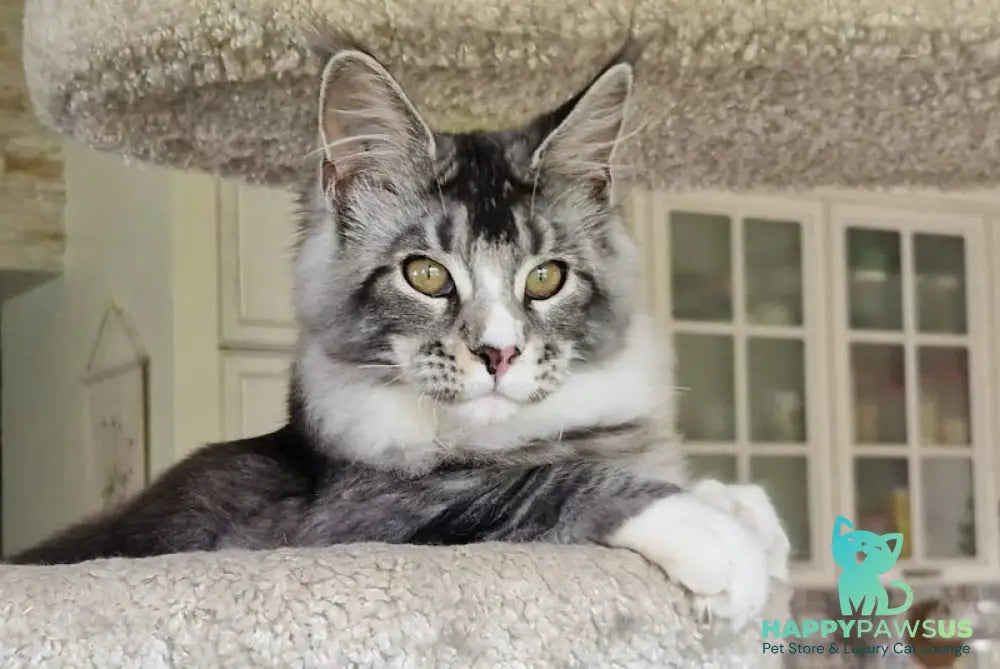Barbariska Maine Coon female black silver ticked tabby with white - live animals