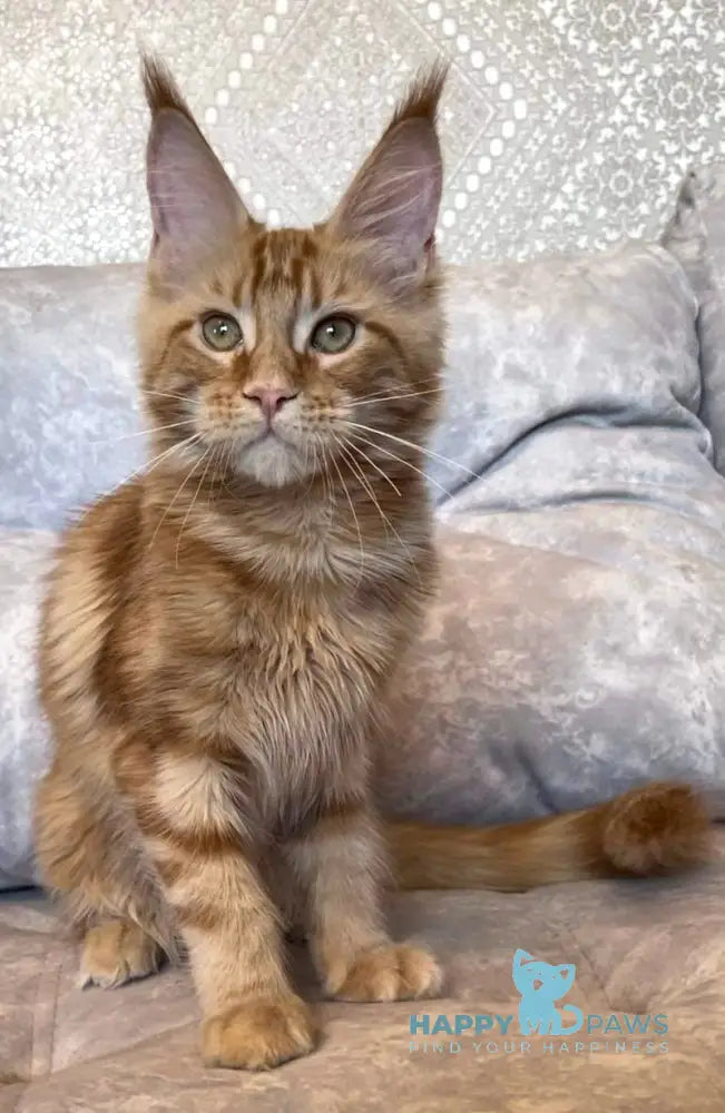 Barbi Maine Coon Female Red Live Animals