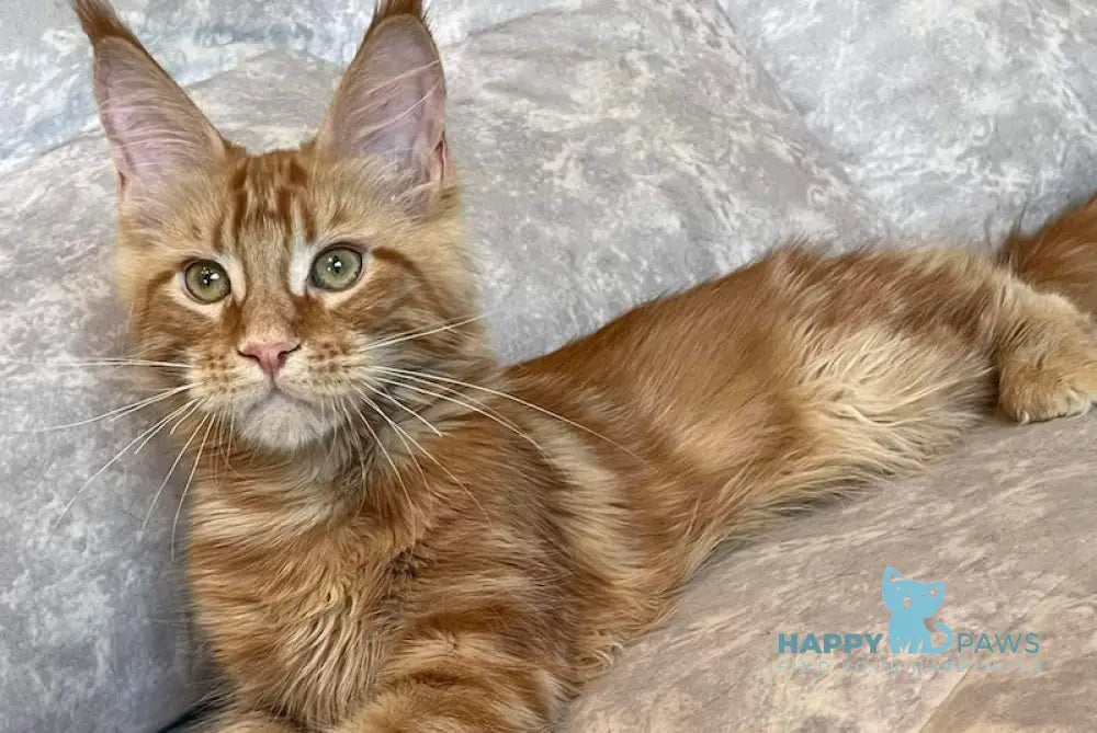 Barbi Maine Coon Female Red Live Animals