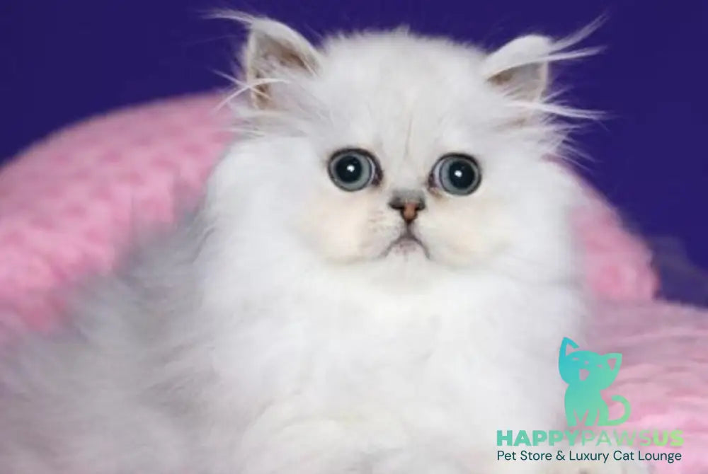 Barbi Persian female black silver shaded live animals
