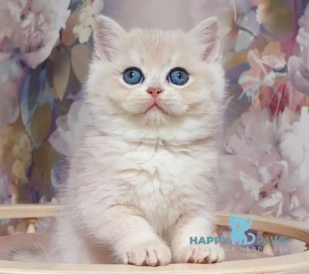 Barbie British Shorthair female blue golden chinchilla live animals