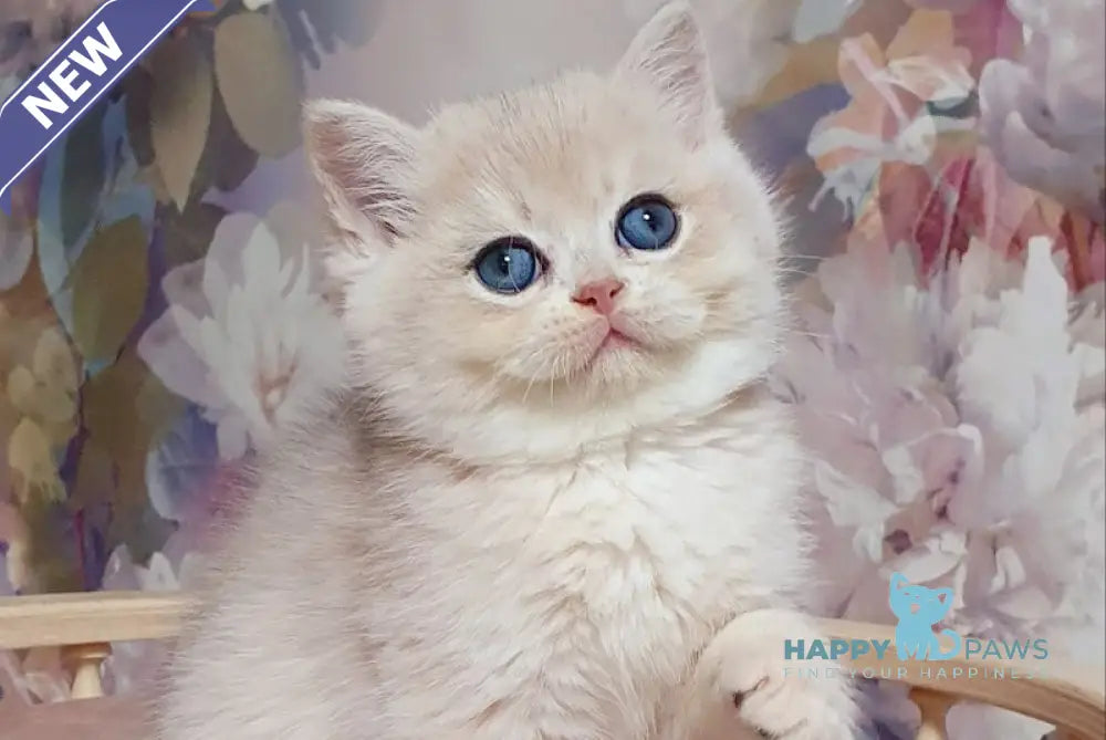 Barbie British Shorthair female blue golden chinchilla live animals