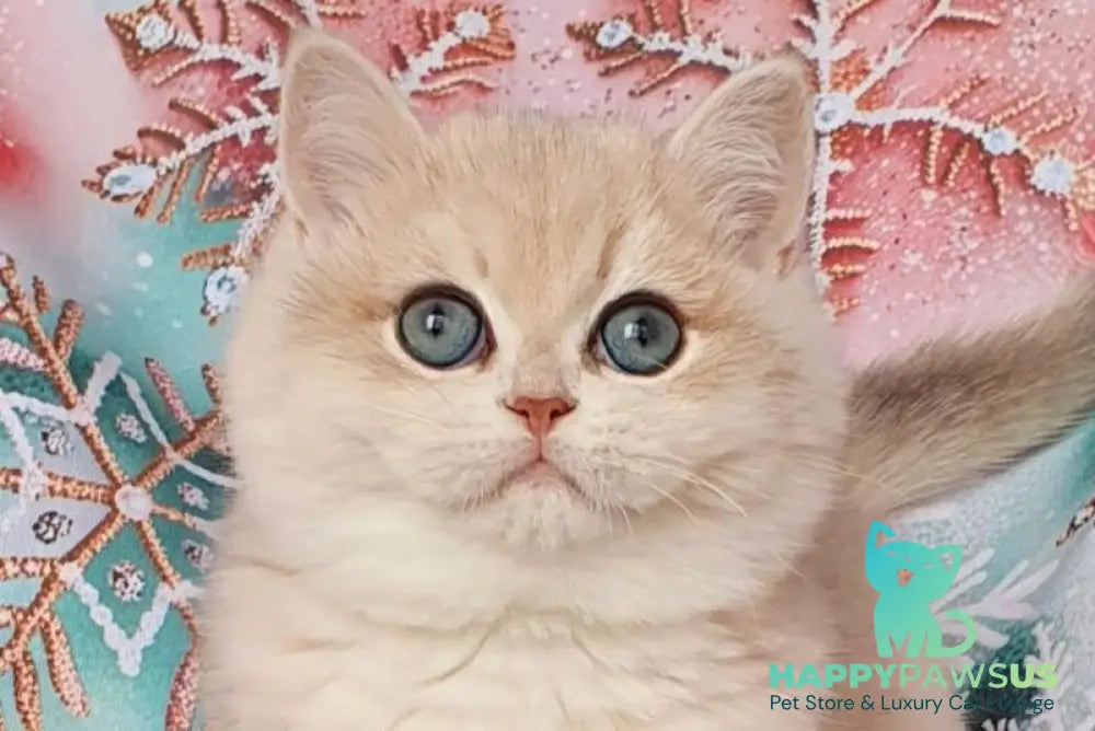 Barbie British Shorthair female blue golden chinchilla live animals