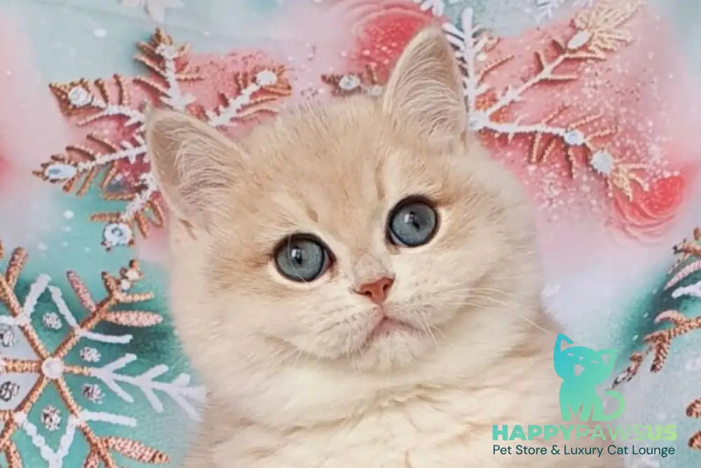 Barbie British Shorthair female blue golden chinchilla live animals