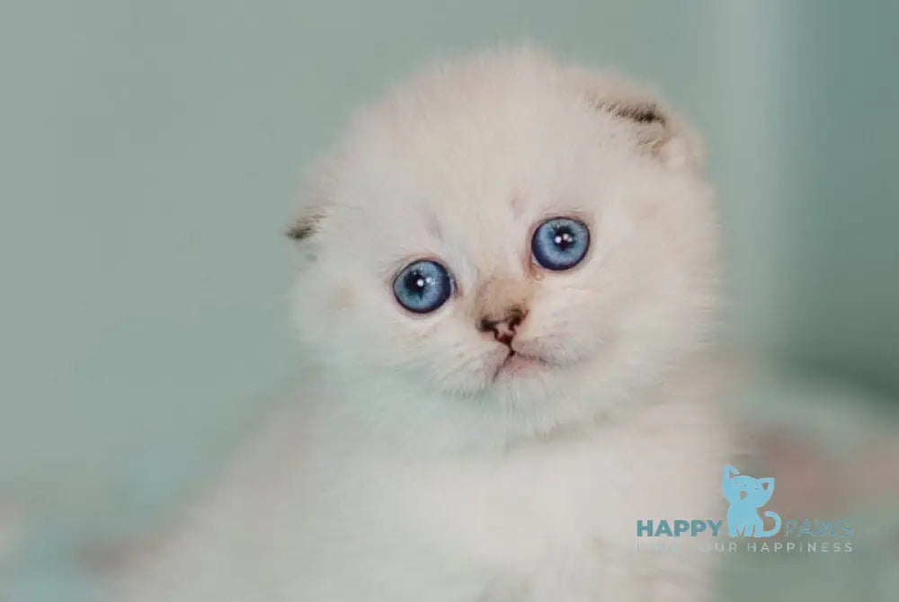 Barbie Scottish Fold female black golden tabby pointed live animals