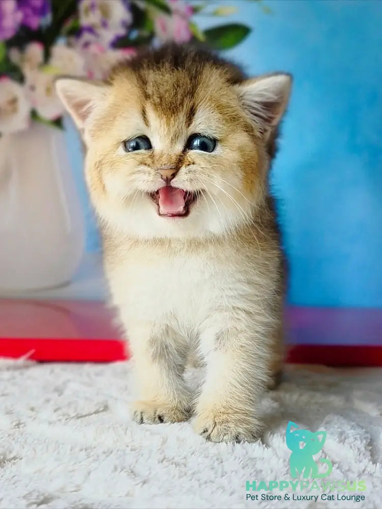 Barbie Scottish Straight female black golden ticked tabby - live animals