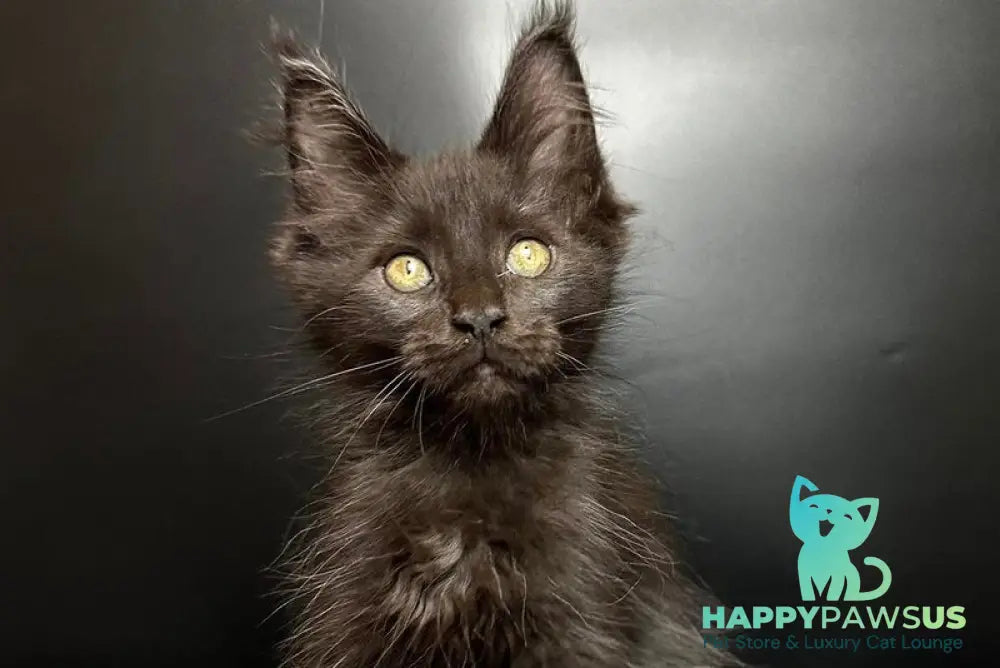 Barcelona Maine Coon female black - live animals