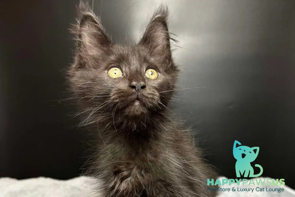 Barcelona Maine Coon female black - live animals