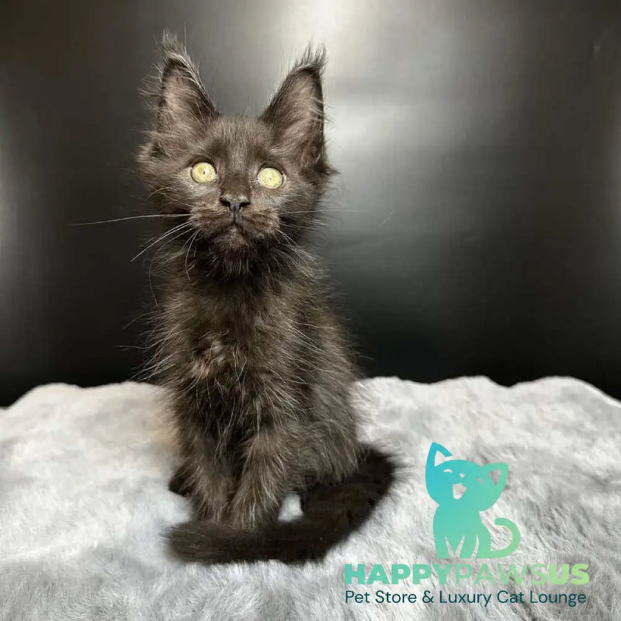Barcelona Maine Coon female black - live animals