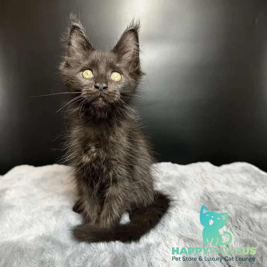 Barcelona Maine Coon female black - live animals