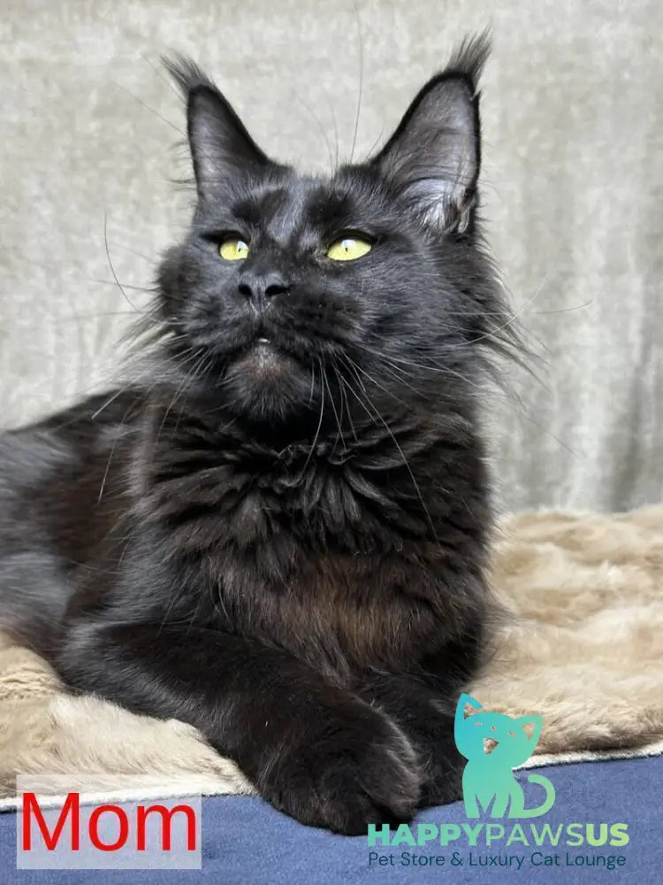 Barcelona Maine Coon female black - live animals