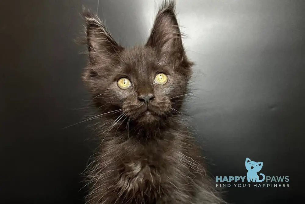 Barcelona Maine Coon female black - live animals