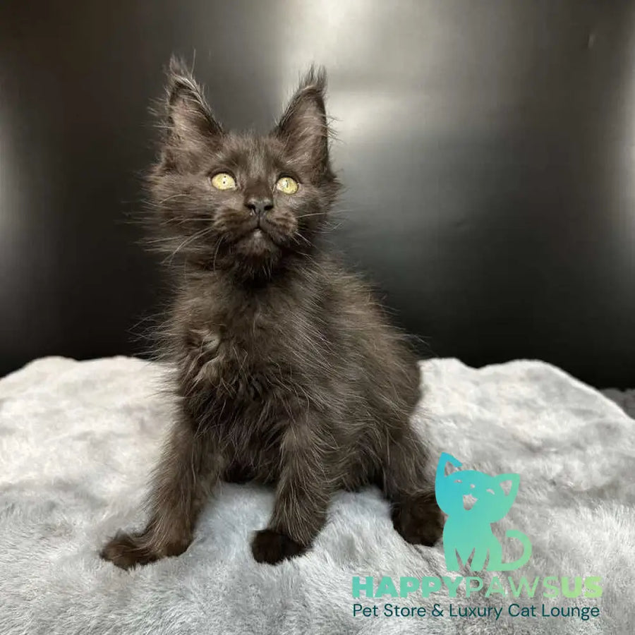 Barcelona Maine Coon female black - live animals
