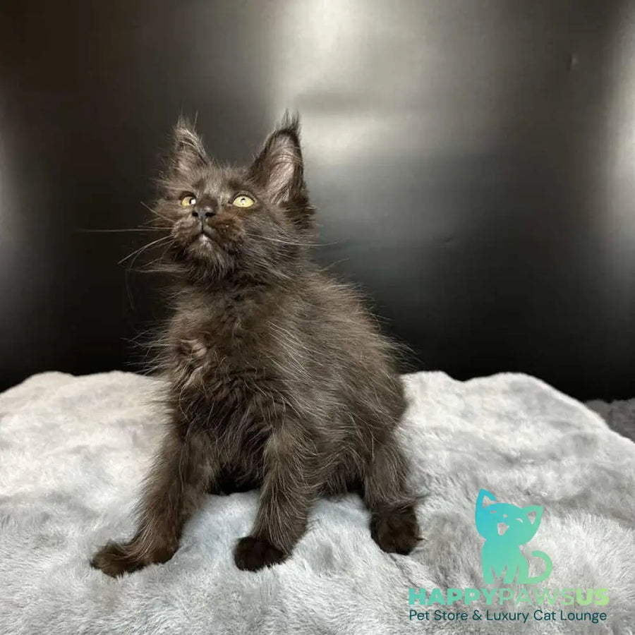 Barcelona Maine Coon female black - live animals