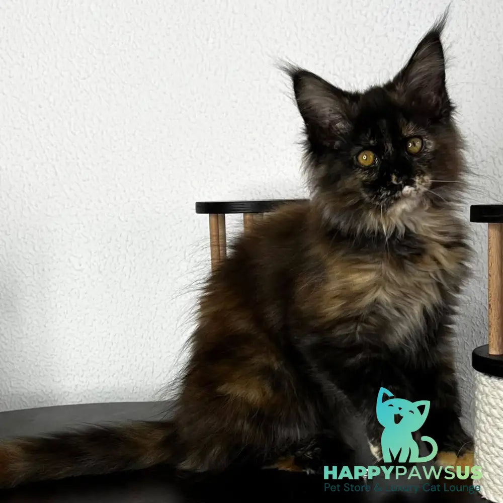 Barcelona Maine Coon female black tortie - live animals