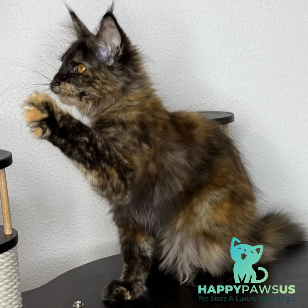 Barcelona Maine Coon female black tortie - live animals