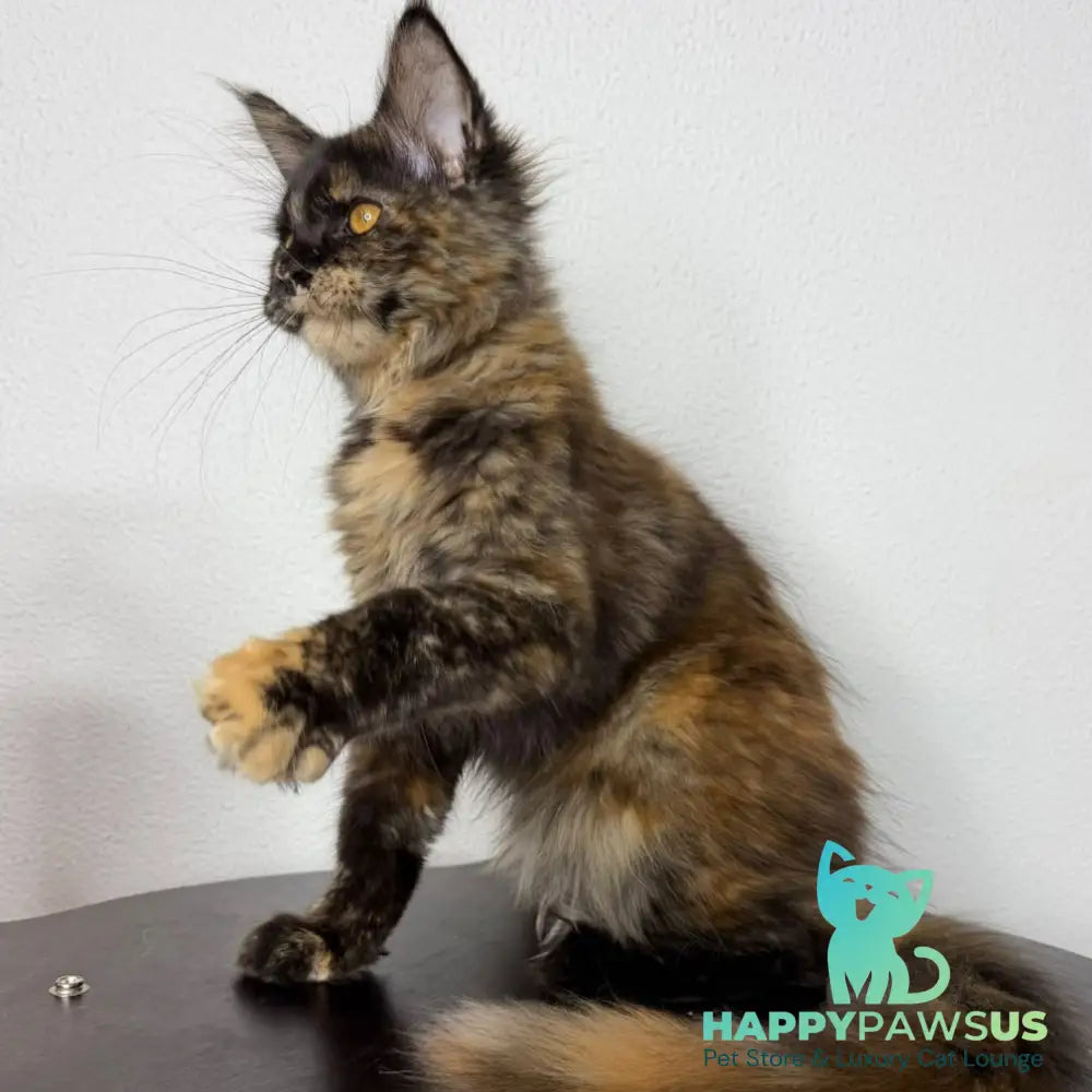 Barcelona Maine Coon female black tortie - live animals