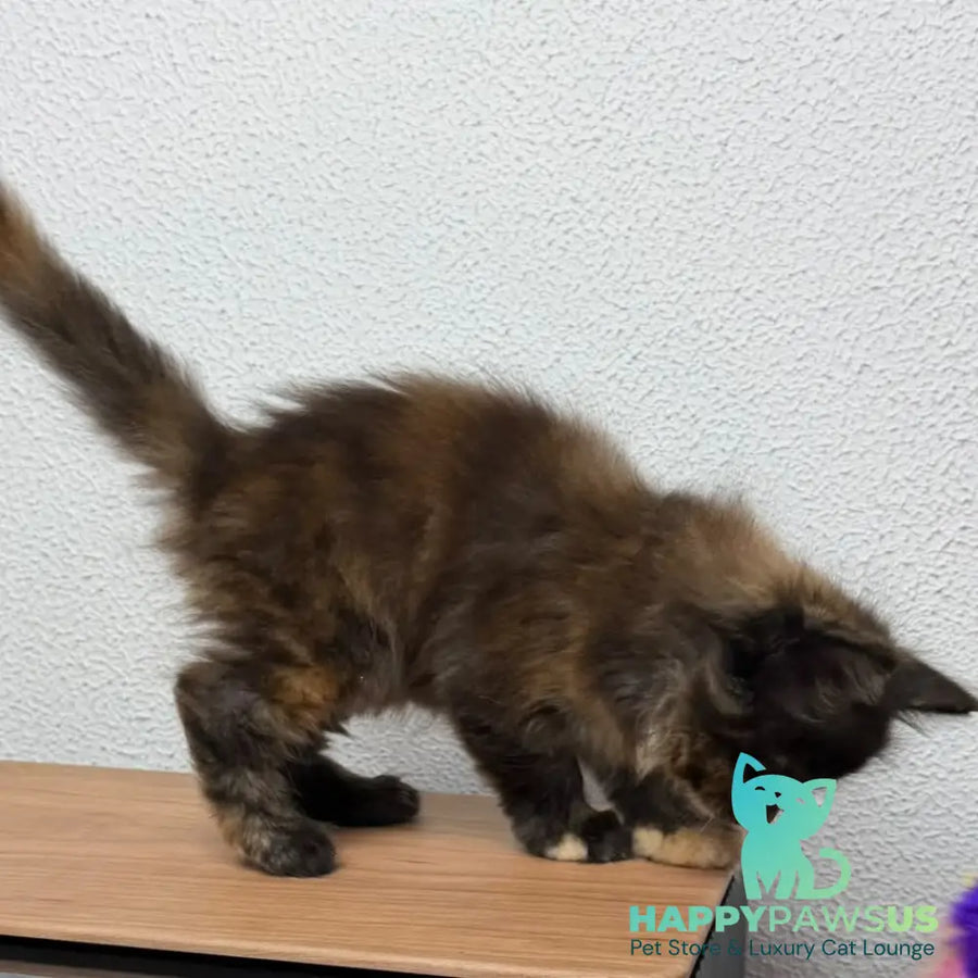 Barcelona Maine Coon female black tortie - live animals