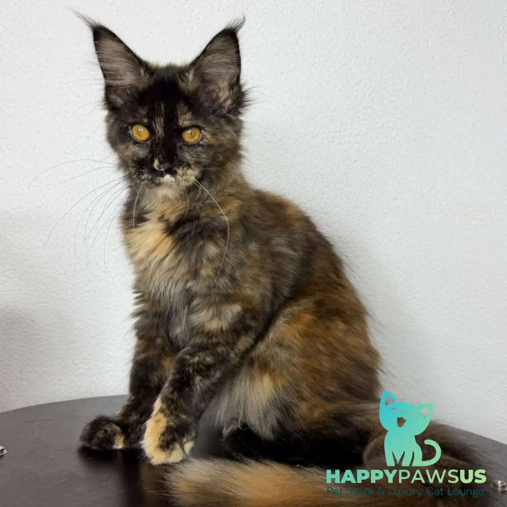 Barcelona Maine Coon female black tortie - live animals