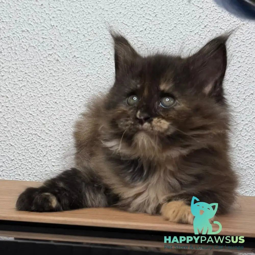 Barcelona Maine Coon female black tortie - live animals