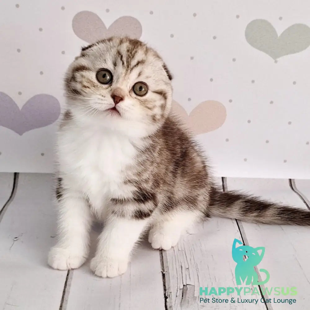 Barcelona Scottish Fold female chocolate silver tabby bicolour - live animals