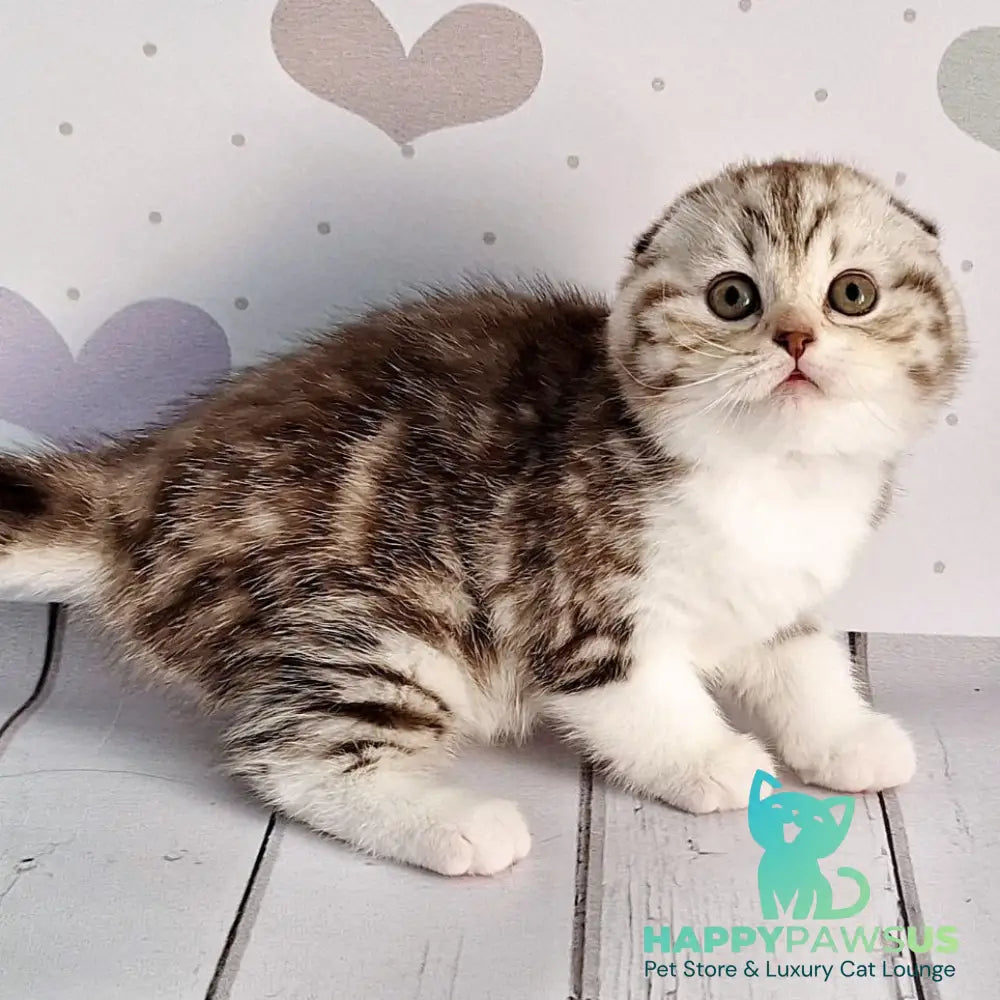 Barcelona Scottish Fold female chocolate silver tabby bicolour - live animals