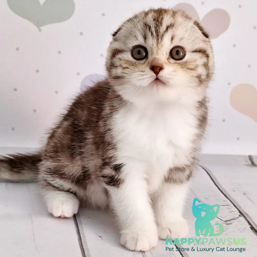 Barcelona Scottish Fold female chocolate silver tabby bicolour - live animals