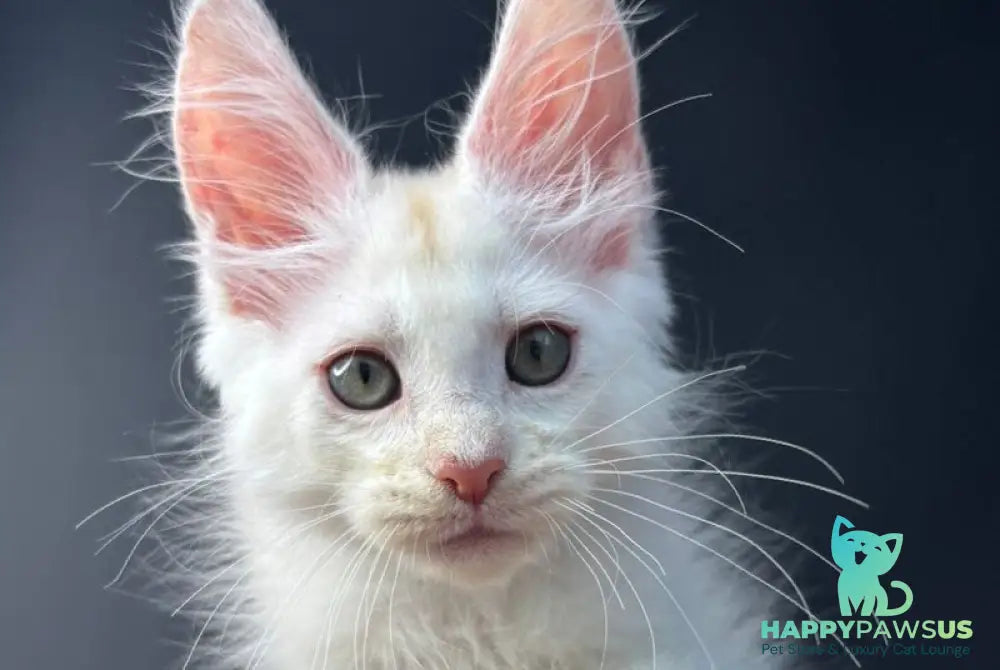 Barmaley Maine Coon male red silver - live animals