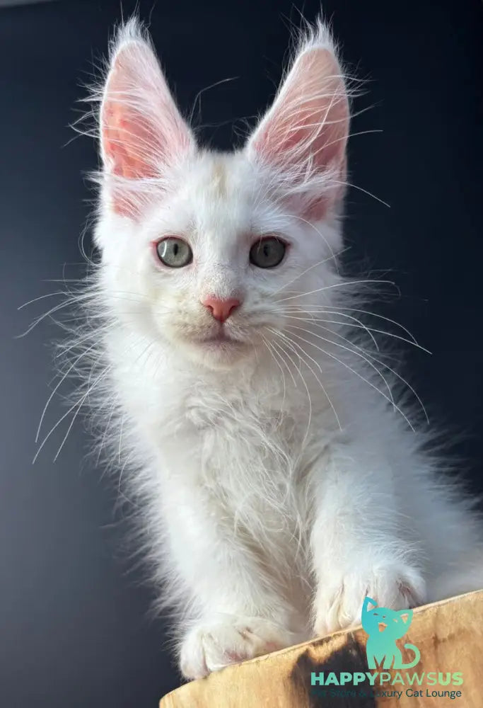 Barmaley Maine Coon male red silver - live animals