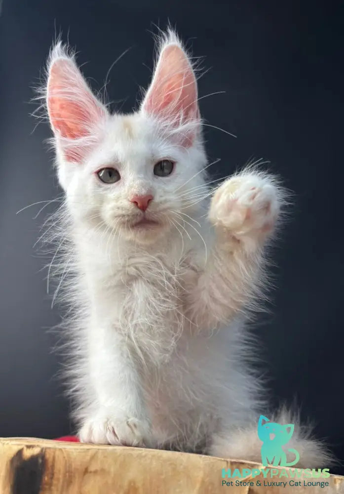 Barmaley Maine Coon male red silver - live animals
