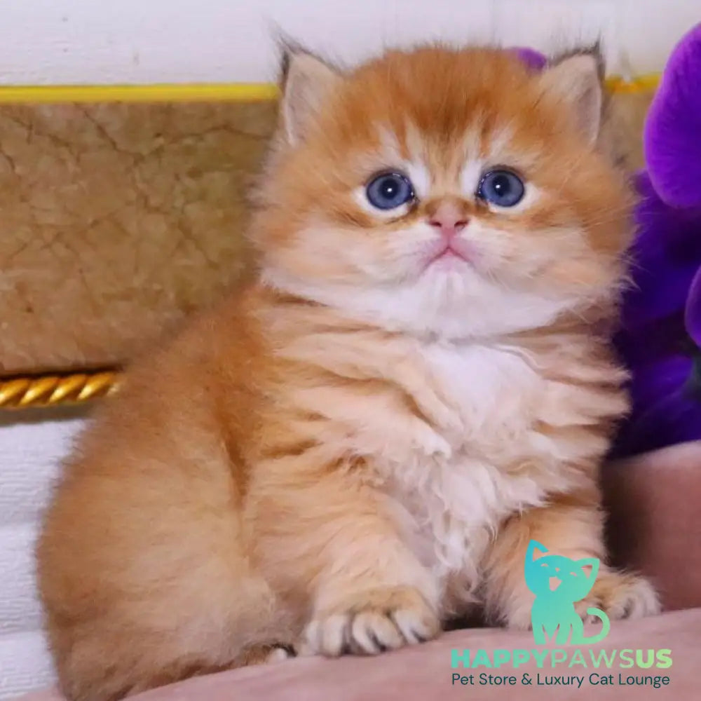Barneby British Longhair male black golden chinchilla - live animals