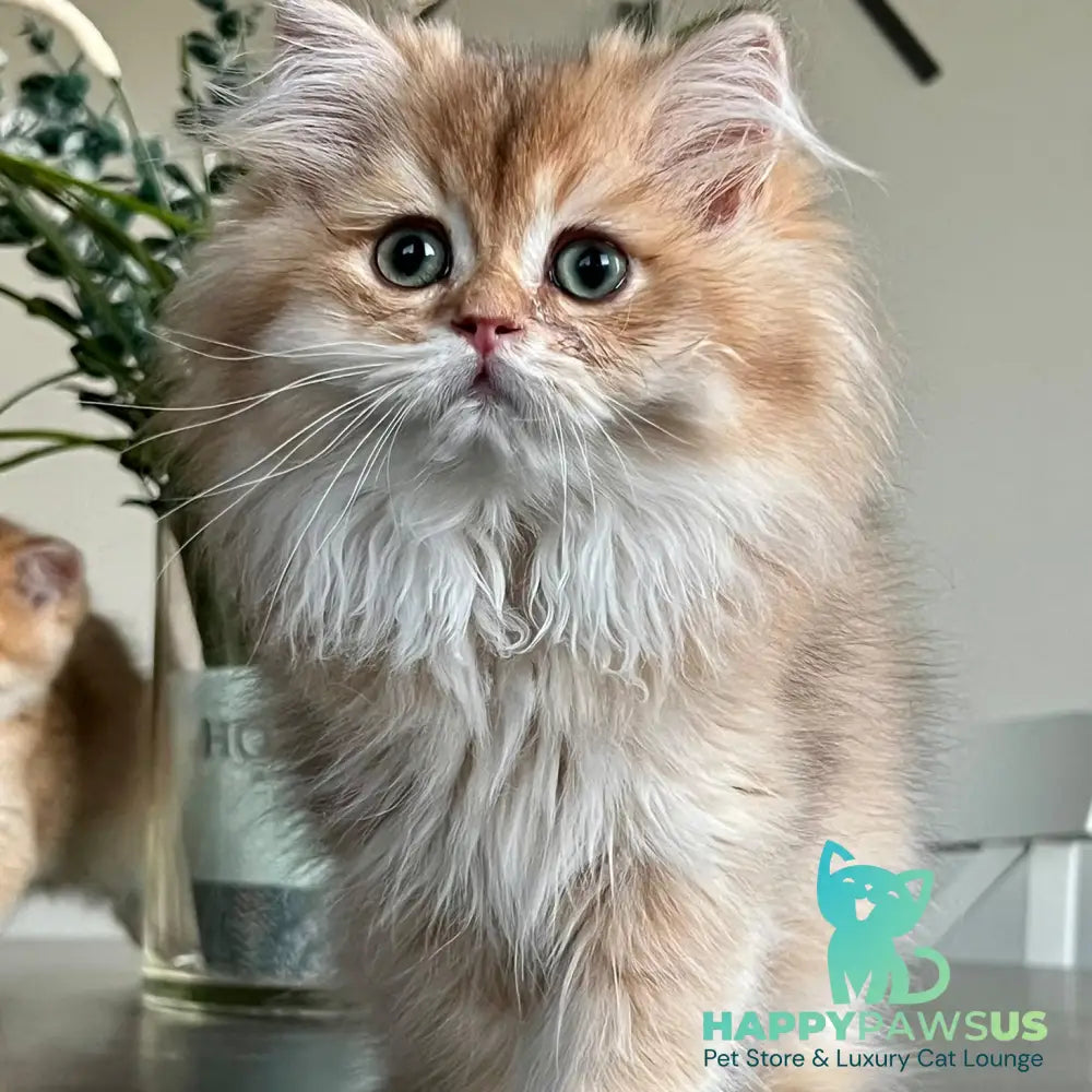 Barney British Longhair male chocolate golden shaded - live animals