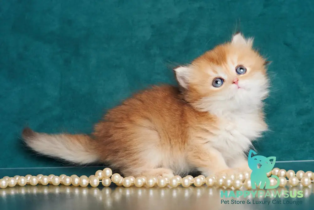 Barney British Longhair male chocolate golden shaded - live animals