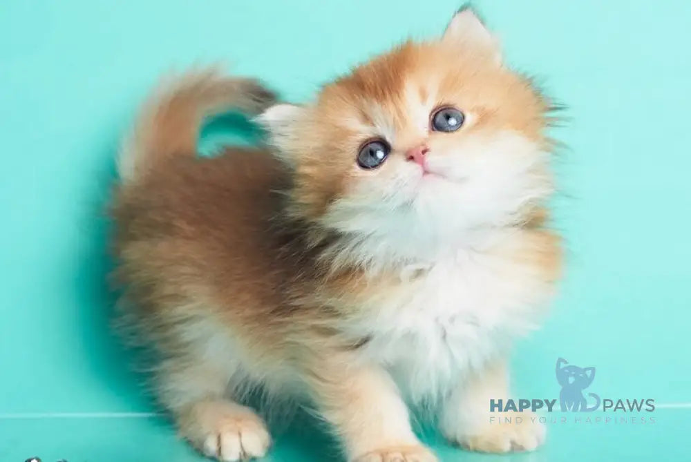 Barney British Longhair male chocolate golden shaded - live animals