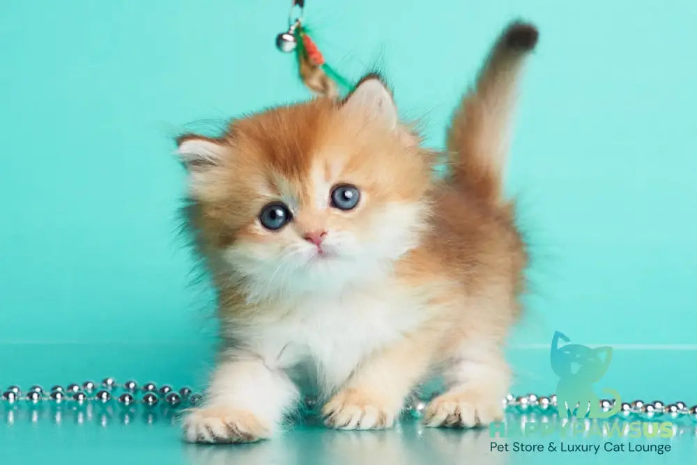 Barney British Longhair male chocolate golden shaded - live animals