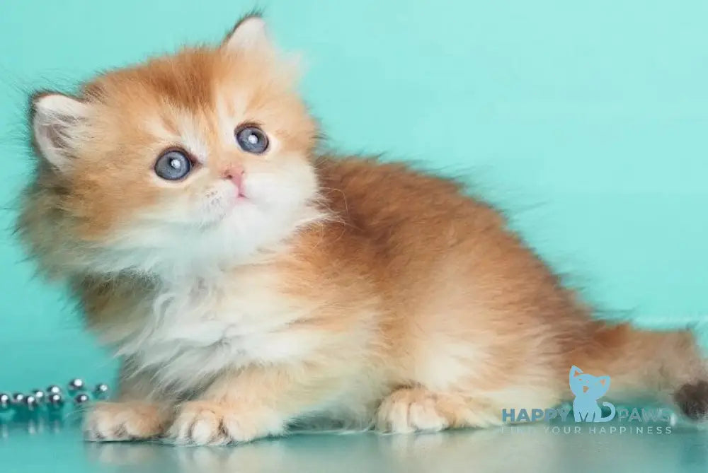 Barney British Longhair male chocolate golden shaded - live animals