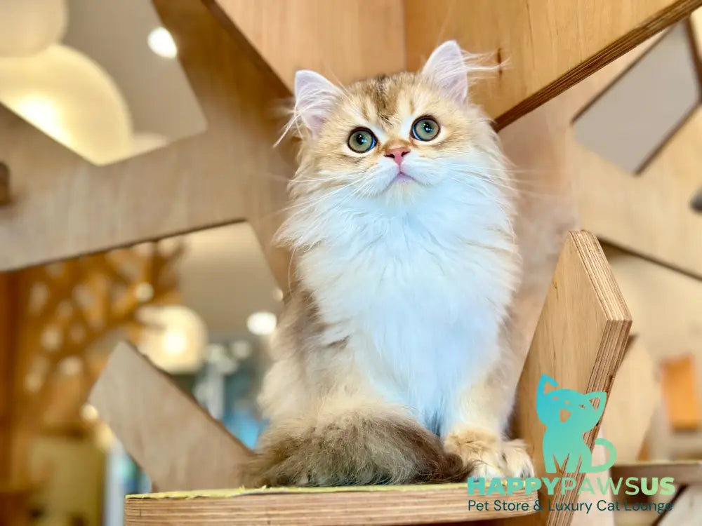 Barney British Longhair male chocolate golden shaded - live animals